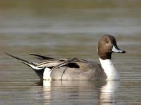 pintail(公)