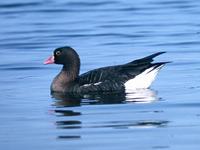 Lesser White-fronted Goose