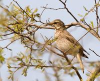 Dusky thrush C20D 02626.jpg