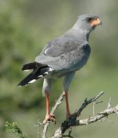 Dark Chanting Goshawk p.60