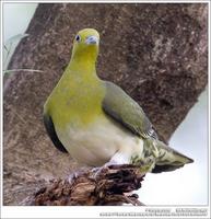 White-Bellied Green Pigeon 紅翅綠鳩 IMG 2796.jpg