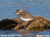 Double-banded Plover