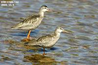 Tringa erythropus , 학도요 - Spotted Redshank