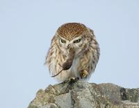 금눈쇠올빼미(Athene noctua) (Little Owl)