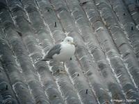 Goéland pontique ad (Larus cachinans)