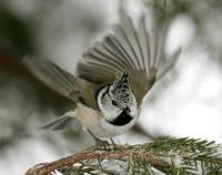 Crested Tit (Parus cristatus)