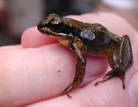 : Amolops chunganensis; Chungan Torrent Frog