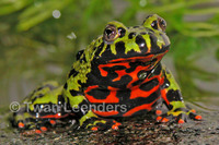 : Bombina orientalis; Oriental Fire-bellied Toad