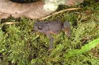 : Bufo manu