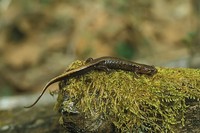: Desmognathus ochrophaeus; Allegheny Mountain Dusky Salamander