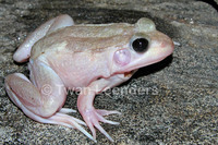 : Rana clamitans; Green Frog, Bronze Frog