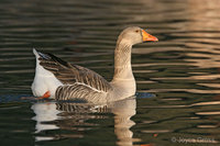 : Anser anser; Graylag Goose