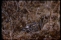 : Falcipennis canadensis; Spruce Grouse