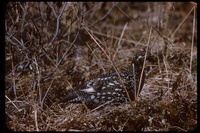 : Falcipennis canadensis; Spruce Grouse