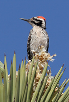 : Picoides scalaris; Ladder-backed Woodpecker