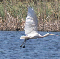 : Platalea flavipes; Yellow Billed Spoonbill