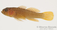 : Priolepis inhaca