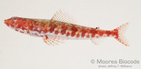 : Synodus variegatus