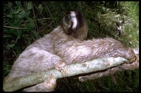 : Bradypus tridactylus; Three-toed Sloth