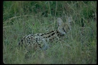 : Felis serval; Serval