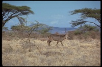 : Kobus ellipsiprymnus; Waterbuck