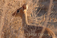 : Madoqua kirkii; Kirk's Dikdik