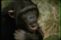 : Pan paniscus; Pygmy Chimpanzee