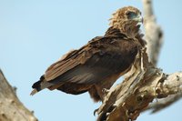 : Terathopius ecaudatus; Bateleur Eagle