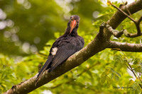 : Tockus alboterminatus; Crowned Hornbill