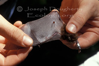 : Thyroptera tricolor; Spix's Disk-wing Bat