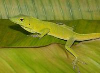 : Anolis garmani; Jamaican Giant Anole