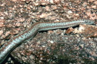 : Charina trivirgata; Rosy Boa