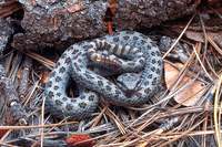 : Crotalus pricei pricei; Twin-spotted Rattlesnake