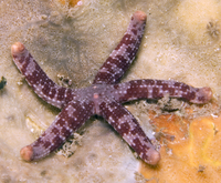: Ophidiaster hemprichii