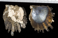 : Pinctada margaritifera