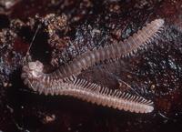 : Striaria sp.; Millipede