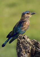 Coracias benghalensis  Indian Roller photo