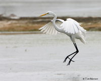 Great Egret