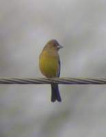 Red-headed Bunting (Emberiza bruniceps) 2004. december 30. Bund Baretha