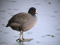 물닭 Fulica atra | coot