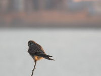 Falco tinnunculus Common Kestrel チョウゲンボウ