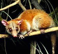 ПУШИСТЫЙ ОПОССУМ (Caluromys derbianus)