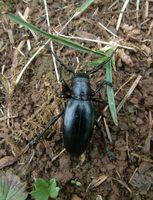 Dorcadion aethiops aethiops