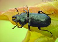 Platycerus caraboides