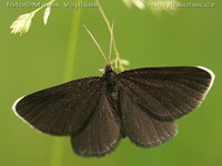 Odezia atrata - Chimney Sweeper