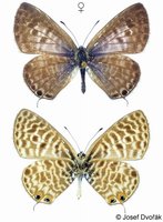 Leptotes pirithous - Lang's Short-tailed Blue