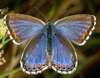 Polyommatus bellargus f. ceronus - Adonis Blue