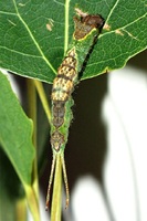 Furcula bifida - Poplar Kitten