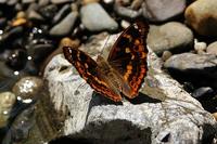 Apatura ilia - Lesser Purple Emperor