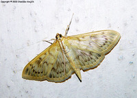 Pleuroptya ruralis - Mother of Pearl